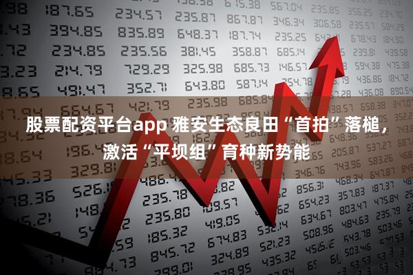 股票配资平台app 雅安生态良田“首拍”落槌，激活“平坝组”育种新势能
